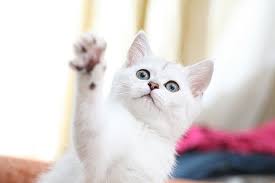 Feeding a young kitten is best accomplished with a bottle specially designed for newborn animals. Aspiration Pneumonia In Cats Symptoms Causes Diagnosis Treatment Recovery Management Cost