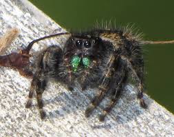 Jumping spiders part 2, with bob, the spider hunter. Daring Jumping Spider Spiders In Sutton Massachusetts