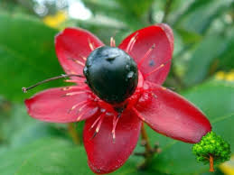 Image result for Ochna kirkii