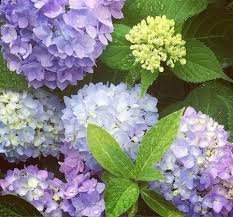 Breeding A Better Hydrangea Valerie S Garden Diary Endless Summer Hydrangea Summer Hydrangeas Hydrangea Varieties