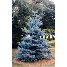 The stiff needles and elegant shape make it a standout in any yard. The Bluest Conifer Of All Time Gardening Landscaping Stack Exchange