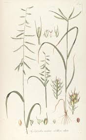 Image result for Leptochloa coerulescens