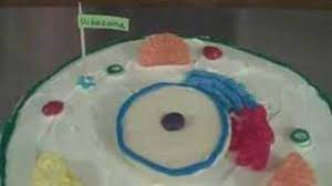 We did not find results for: Edible Animal Cell Youtube