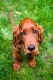 Irish Setter Irish Setter Dogs Irish Setter Puppy Setter Puppies