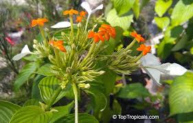 Image result for Mussaenda rivularis