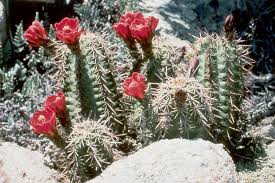 The peruvian apple cactus is a slow growing columnar cactus that can reach heights of up to 15 meters with multiple branching arms. Southwest Region Arizona Es Field Office