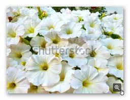 White Petunia Flowers In Germany البطونية زهور البطونية البيضاء Backyard Design Kid Room Decor Backyard