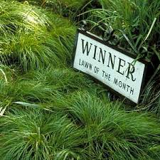 Image result for Tricalysia delagoensis