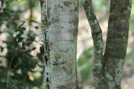 Image result for Pericopsis