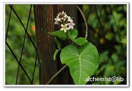 Image result for Cynanchum ledermannii