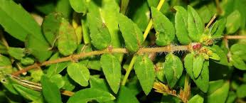 Image result for Euphorbia ophthalmica