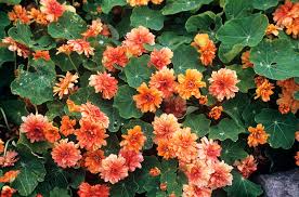 Image result for Tropaeolum