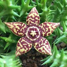 Image result for Orbea lugardii