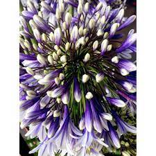 Agapanthus Plant Fireworks Dobies Agapanthus Plant Plants Perennial Plants