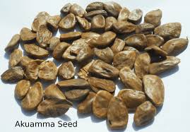 Image result for Picralima nitida