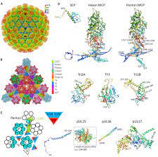 Role of immune cells and keratinocytes in lesions of recurrent herpes simplex. Structure Of The Herpes Simplex Virus 1 Capsid With Associated Tegument Protein Complexes Science