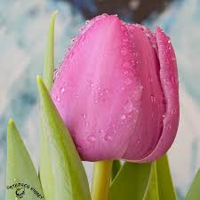 صور وردة التوليب Tulip منتديات درر العراق