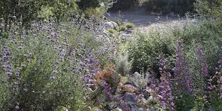 Image result for Albizia isenbergiana