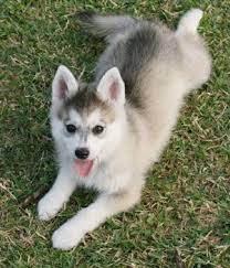Alaskan Klee Kai Breed Info Pictures Characteristics Alaskan Klee Kai Husky Dogs Alaskan Husky