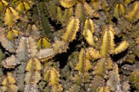 Image result for Euphorbia memoralis