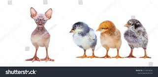 Genetically Modified Animal A New Type Of Animal Cat Chicken New Species Of Animal Genetically Modified Organism Animals Types Of Animals Graphic Design Art