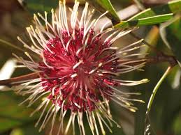 Image result for Faurea rubriflora