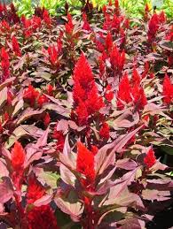 Image result for Celosia elegantissima