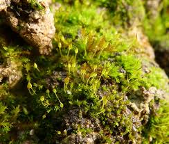 Image result for Emilia caespitosa