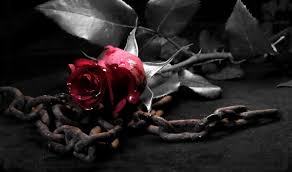 Makna yang tersirat dari mawar hitam berdarah. 50 Foto Bunga Mawar Berdarah Terkini Lingkar Png