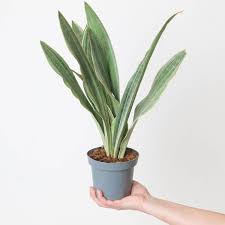 Image result for Sansevieria metallica