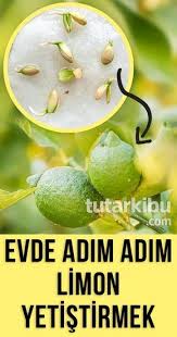 Evde Limon Cekirdeginden Limon Yetistirme 2020 Organik Bahcecilik Fikirleri Organik Bahcecilik Bitki