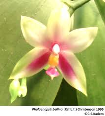Image result for Eulophia hirschbergii