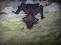 This can involve vacuuming of droppings, insulation replacement, and fogging the attic with enzme cleaner. Why And How Bats Get In Homes Skedaddle Wildlife Control