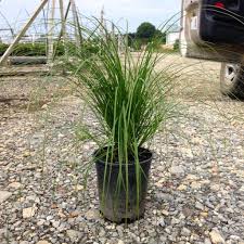 Image result for Carex sp.no.1