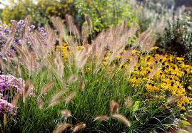 Winterastern » astern winterhart » winterastern kaufen » winterastern winterhart ✓✓ winterastern online kaufen und per rechnung bezahlen. Graser Pflanzen 11 Winterharte Beflanzungsideen Fur Den Garten