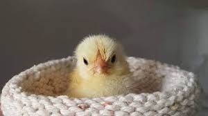 Like many knitters i know, i have picked up exquisite little balls of habu yarn over the years with no real idea of how or even if i was going to use them. Thousands Flood Charlotte Rescue Group With Knitted Nests Handwritten Notes For Baby Birds Youtube