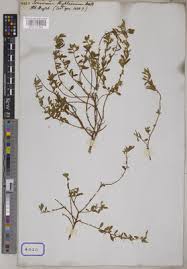 Image result for Afrohybanthus enneaspermus