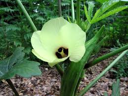 Image result for Abelmoschus