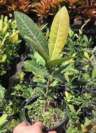 Image result for Garcinia livingstonei