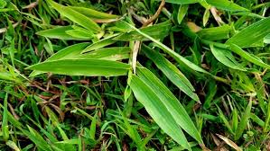 Image result for Axonopus