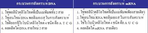 Rrna, hücredeki toplam rna'ların %80'ini oluşturur. à¹€à¸£ à¸¢à¸™à¸Š à¸§à¸§ à¸—à¸¢à¸² à¸ à¸šà¸„à¸£ à¸à¸¨à¸™à¸• à¸ à¸²à¸£à¸¢à¸²à¸— à¸¢ à¸™à¹à¸¥à¸°à¹‚à¸„à¸£à¹‚à¸¡à¹‚à¸‹à¸¡ 6 3