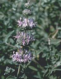 Image result for Salvia stenophylla
