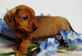 We strive to be reputable breeders, and we have placed our babies across the entire country. Dachshund Puppies For Sale Alabama