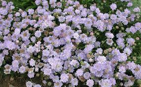 Liberty, magnificence, good perspective, joyfulness, faithfulness (when given by a man to a woman). Top 10 Flowers That Symbolise Peace