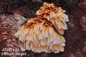 Image result for Pycnoporellus alboluteus