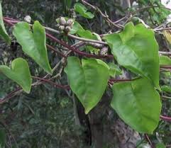 Image result for Anredera