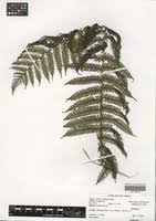 Image result for Cyathea thomsonii