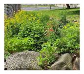 Hendrickson Park Native Plant Gardening