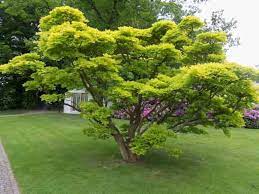 A rather slow grower that prefers sun/part shade. Full Moon Maple Mendocino Maples Nursery