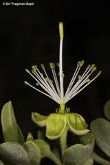 Image result for Maerua nervosa
